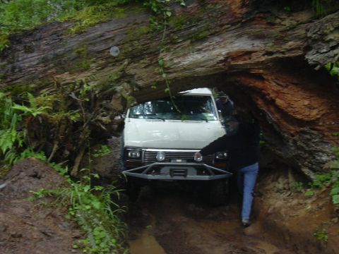 1991 Ford Bronco - A person guides a white SUV as it drives under a massive fallen tree on a muddy trail.
