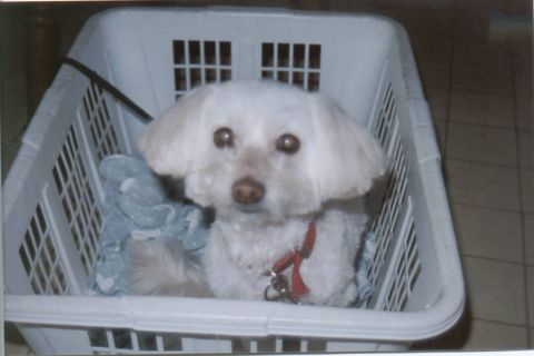 1990 Ford Bronco - our mut....after a grooming