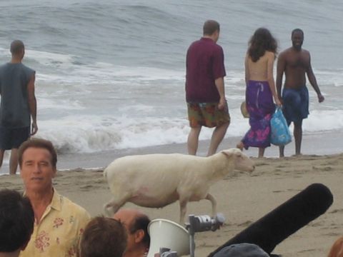1990 Ford Bronco - white sheep walks across a beach as people stand in the surf and a man in a yellow floral shirt watches.