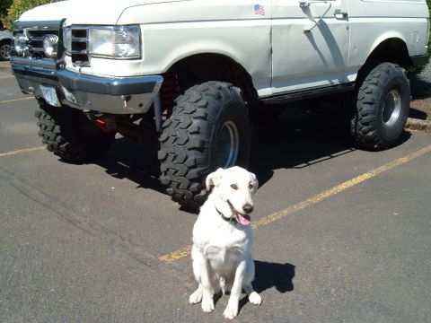 1989 Ford Bronco - A white SUV with oversized tires is parked on asphalt, with a white dog sitting in front of it.