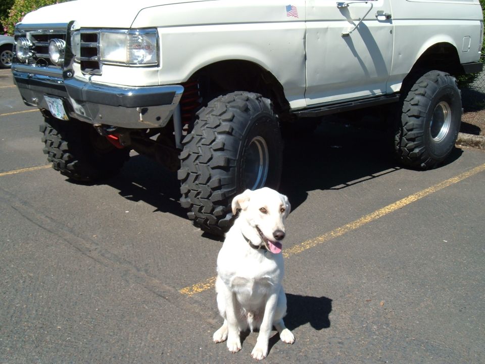 White lifted SUV with large tires and a white dog sitting in front of it