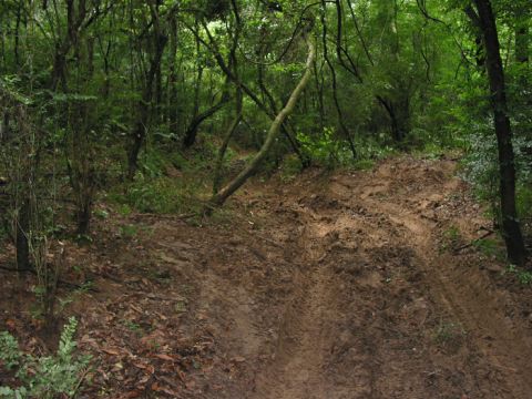2000 Jeep Grand Cherokee - A muddy trail winds through a dense forest, showing evidence of recent vehicle passage.
