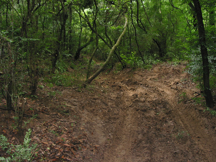 Muddy trail through a dense forest with tire tracks visible
