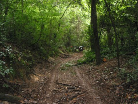 2000 Jeep Grand Cherokee - Two SUVs navigate a narrow dirt road through a heavily wooded area.