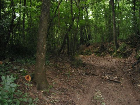 2000 Jeep Grand Cherokee - A dirt path winds through a thick forest, surrounded by trees and undergrowth.