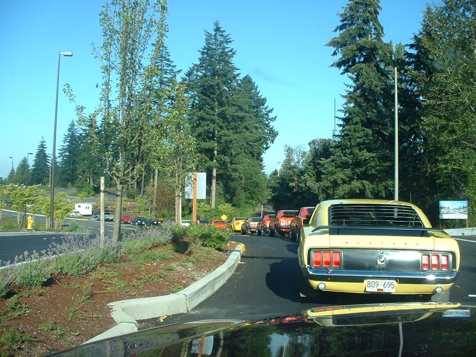 Row of Mustangs waiting to enter the show.