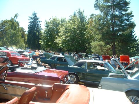 1999 Ford Crown Victoria - Rows and rows of '60s-70s Mustangs.