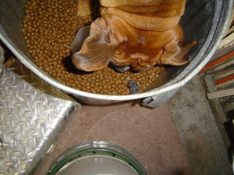 1989 Ford Bronco - Cassius went in to the can, but did nothing more than get the mouse moist.