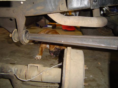 1989 Ford Bronco - Cassius is tough when they are already dead.