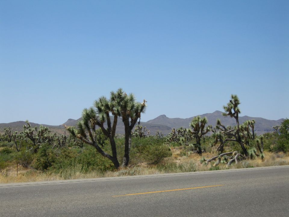 Desert landscape with Joshua trees, mountains, and an empty road