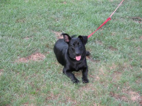 2001 Ford Taurus - A black dog is lying on the grass, panting with its tongue out.