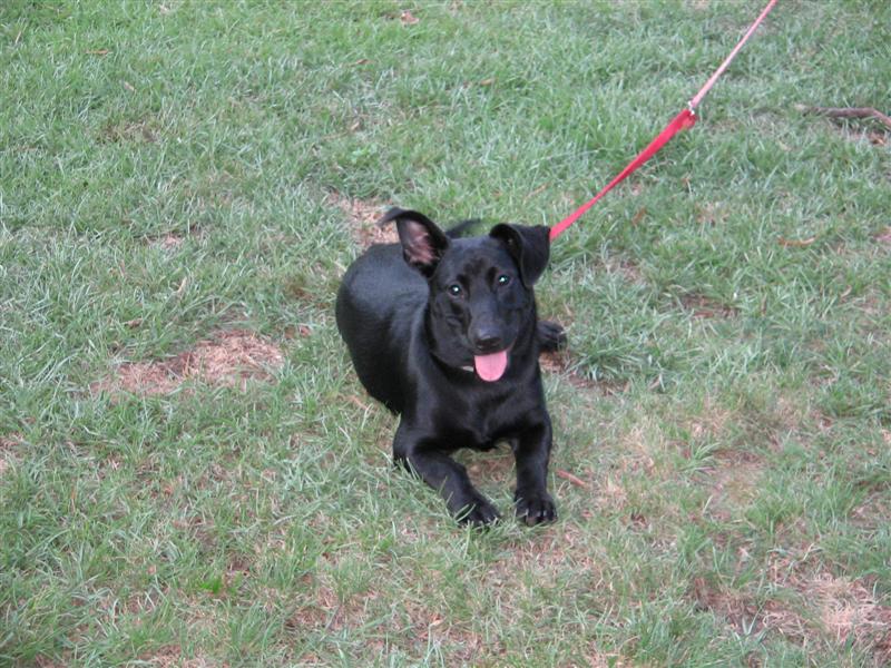 Black dog lying on grass with a red leash