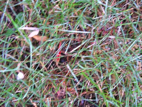 1990 Ford Probe - A red object is barely visible amongst the grass and fallen leaves.