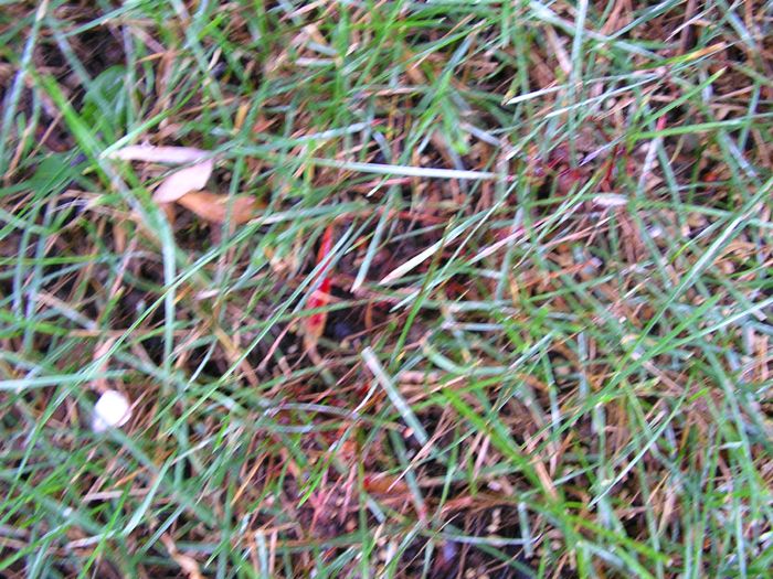 Red object partially visible in grass