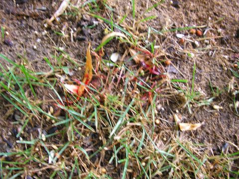 1990 Ford Probe - A dead bird lies on the ground, partially obscured by grass and dirt.