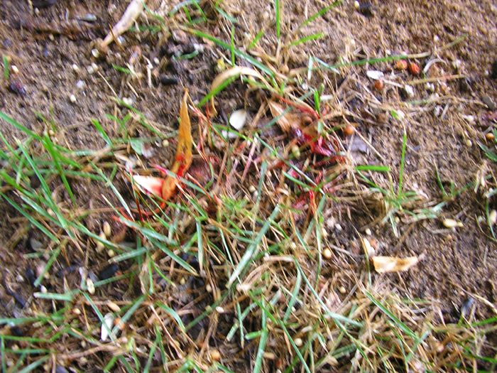 Dead bird with red and orange coloring on the ground amidst grass and dirt