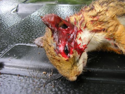 1990 Ford Probe - This is a close-up view of a deceased animal's head, showing graphic details of its injuries.