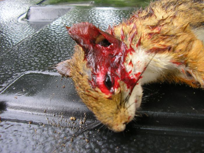 Close-up of a dead animal's head with blood and gore