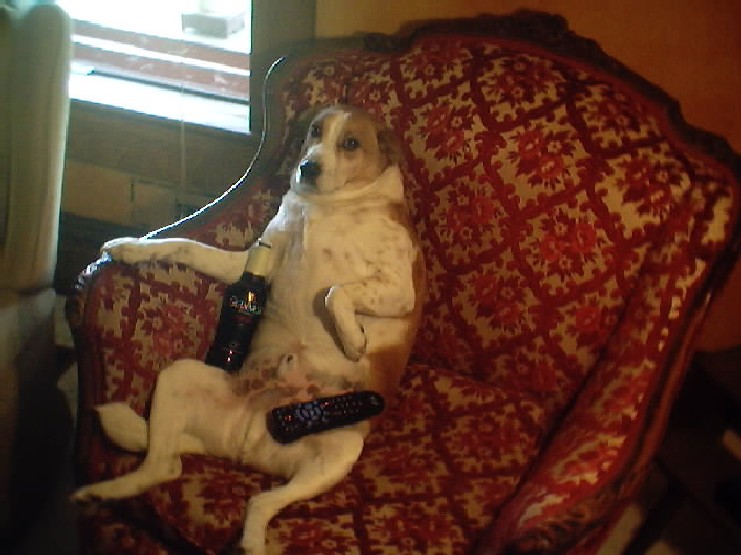 Dog chilling in a fancy chair with a bottle and remote control