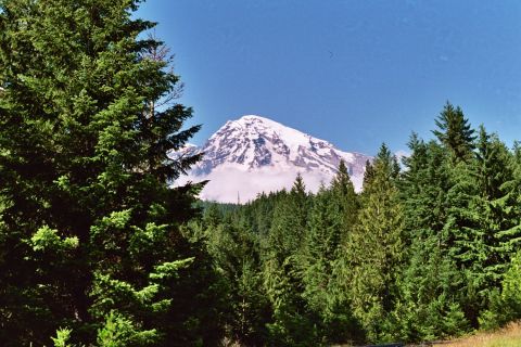 1979 Ford Bronco - A snow-covered mountain rises above a thick forest of pine trees under a clear blue sky.