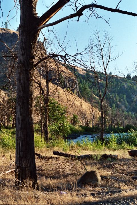 1979 Ford Bronco - A dry, hilly landscape with a river flowing through it, framed by trees and branches.