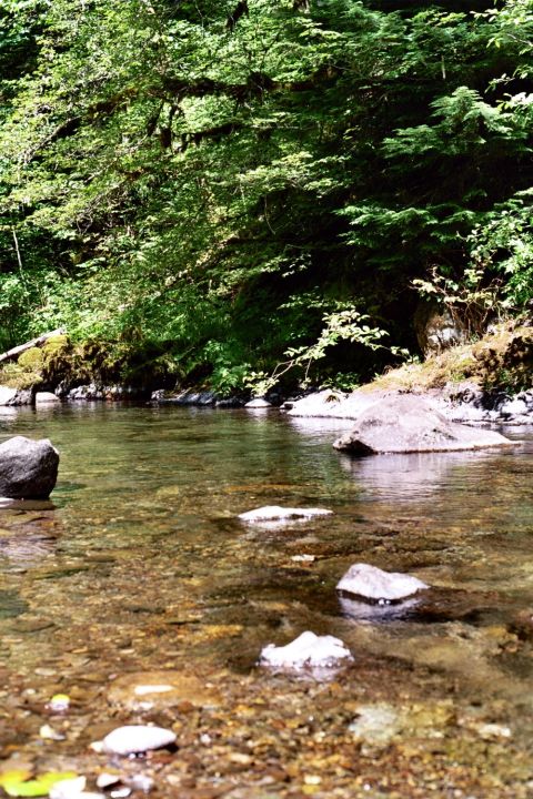 1979 Ford Bronco - A clear river flows over a rocky bed, surrounded by lush green trees.