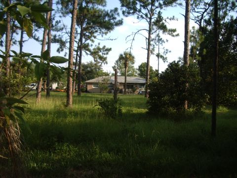 1978 Ford Bronco - A house is visible through trees and tall grass on a sunny day.