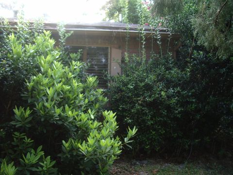 1978 Ford Bronco - A house is partially obscured by overgrown bushes and trees, with a visible window covered by blinds.