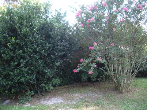 1978 Ford Bronco - A natural outdoor scene dense green bushes and a flowering tree with pink blossoms.