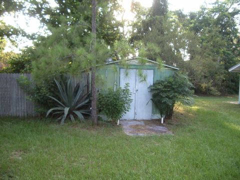 1978 Ford Bronco - A backyard scene shows a green shed surrounded by vegetation and a wooden fence.