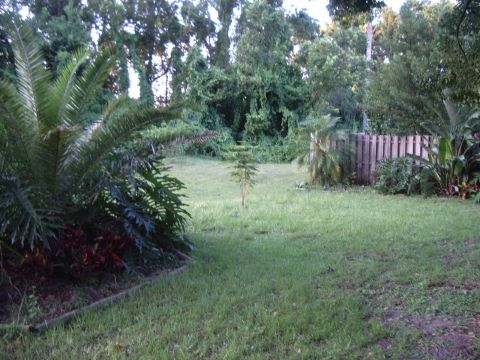 1978 Ford Bronco - A view of a grassy backyard with lush vegetation and a wooden fence.