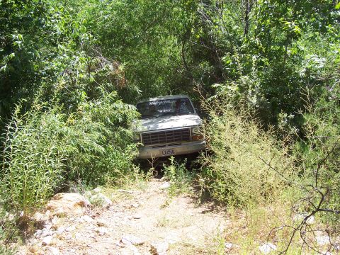 1981 Ford F-150 - Squeezing through the grown in trail