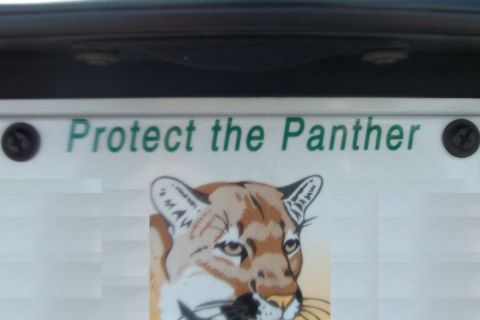 1998 Ford Crown Victoria - Florida's "Protect the Panther" tag