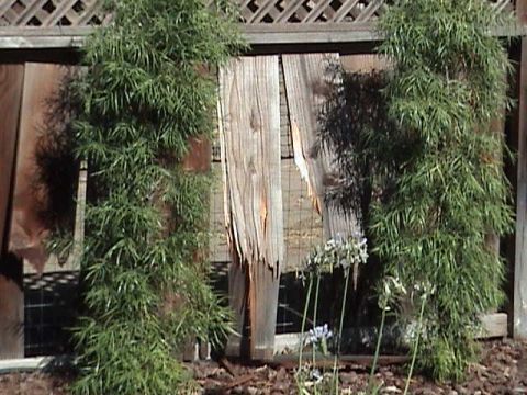 1994 Ford Bronco - Green bamboo plants grow in front of a weathered wooden fence with a diamond pattern lattice.