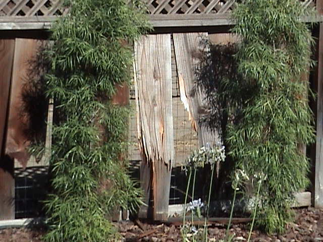bamboo plants in front of a damaged wooden fence with a lattice top