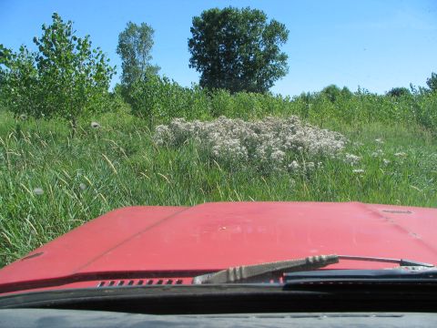 1978 Ford Bronco - View from inside a vehicle looking out over a grassy field with trees under a clear blue sky.