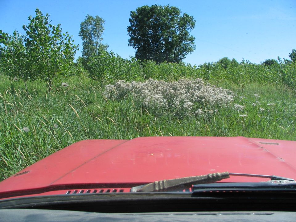 Red vehicle hood and windshield wipers visible from inside. Grassy field and trees in background