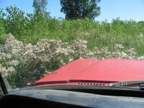 1978 Ford Bronco - View from inside a red vehicle looking over the hood towards overgrown weeds and trees under a clear blue sky.