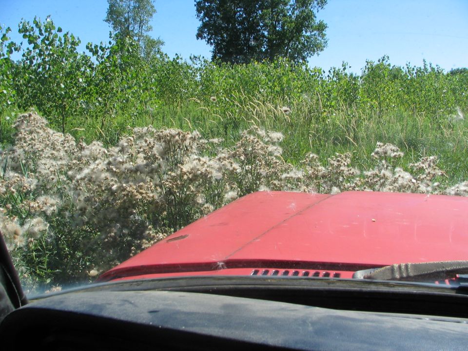 Red vehicle hood with visible windshield wipers and dashboard, against a backdrop of green foliage and white fluffy weeds