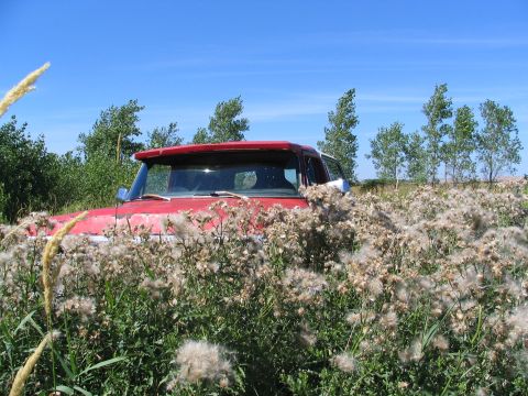 1978 Ford Bronco - is much easier to drive through than walk through lol