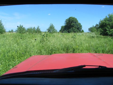 1978 Ford Bronco - Looking out from the interior of a red vehicle towards a vast, sunlit field with scattered trees.