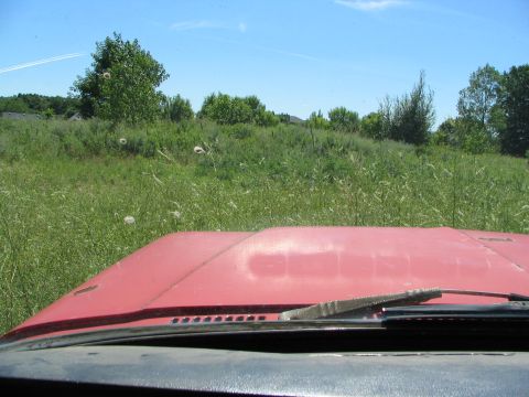 1978 Ford Bronco - The view from the driver's seat shows a red hood and a windshield looking out onto a sunny day in a grassy field.