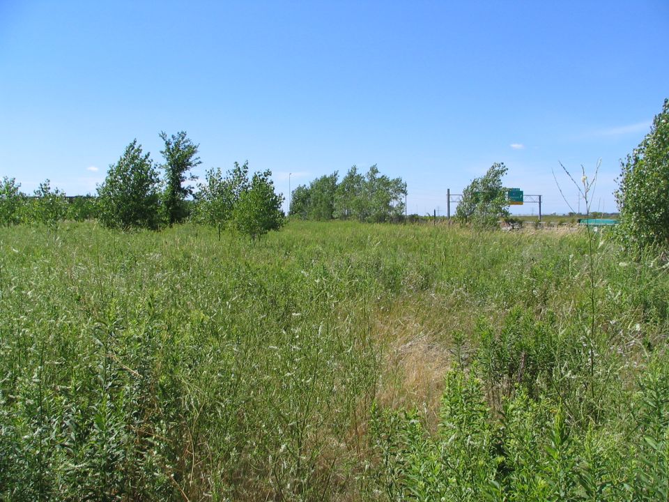 Overgrown field with highway overpass and signs in the distance