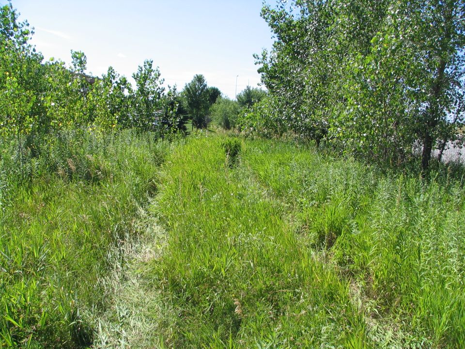Overgrown grassy field with a dirt path leading into trees under a clear blue sky