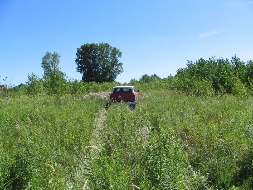 Red and white 1978 Ford Bronco rear view driving through tall grass