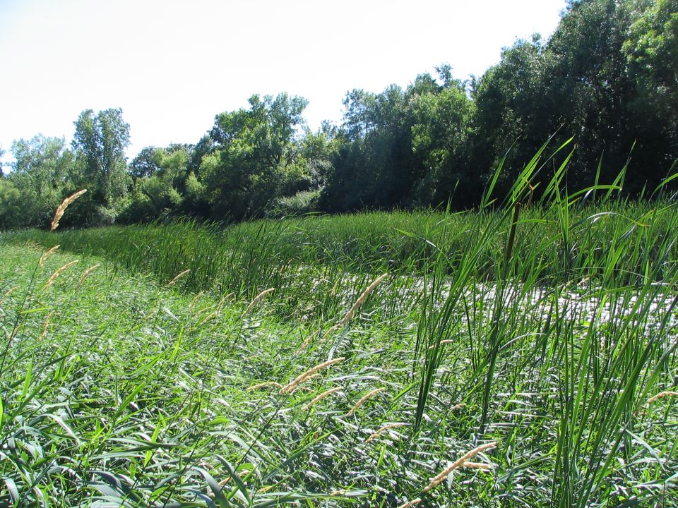 Marshland with tall green reeds and cattails, trees in the background under a bright sky. Supermotors.net logo in lower right