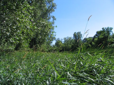 1978 Ford Bronco - A sunny day in a marshy area with dense vegetation and trees.