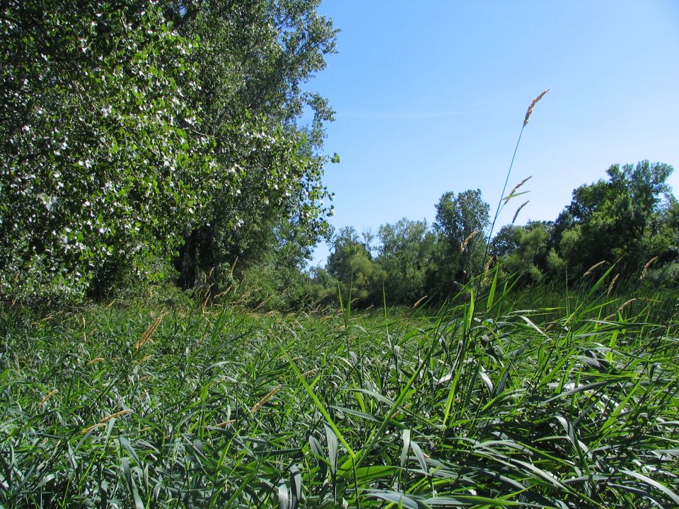tall grass and trees under a blue sky