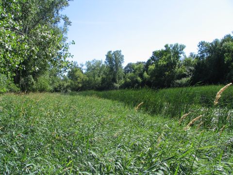 1978 Ford Bronco - A wide view of a marshy area with dense vegetation and trees under a bright blue sky.