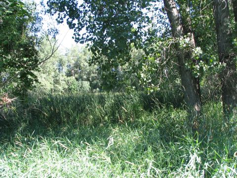 1978 Ford Bronco - A natural marsh scene with dense vegetation and trees, a watermark from supermotors.net.